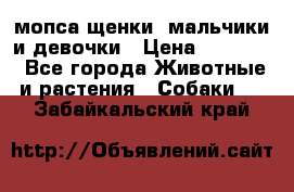 мопса щенки -мальчики и девочки › Цена ­ 25 000 - Все города Животные и растения » Собаки   . Забайкальский край